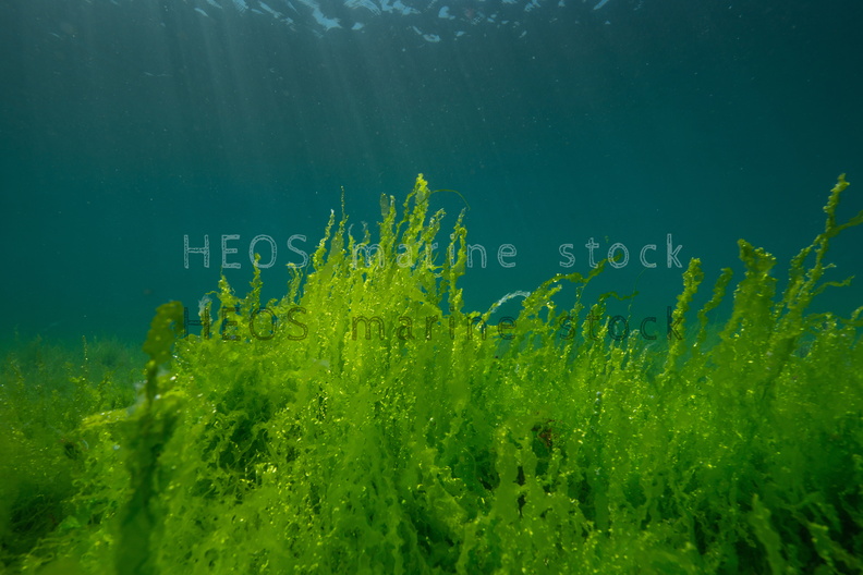 REF201506155461.jpg