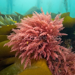 ATL-North-East Red algae in situ
