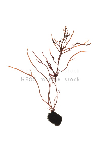 REF201603093826.jpg
