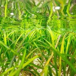 ATL-North-East Seagrass in situ