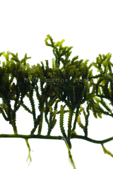 REF201705298504.jpg